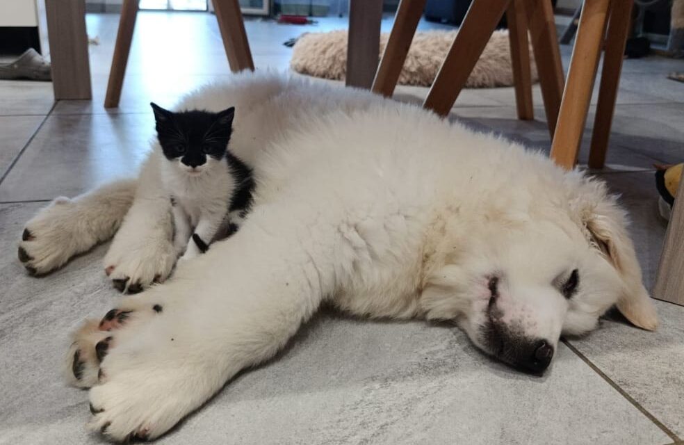 Adozioni animali, weekend Lida al Gran Sasso di Teramo