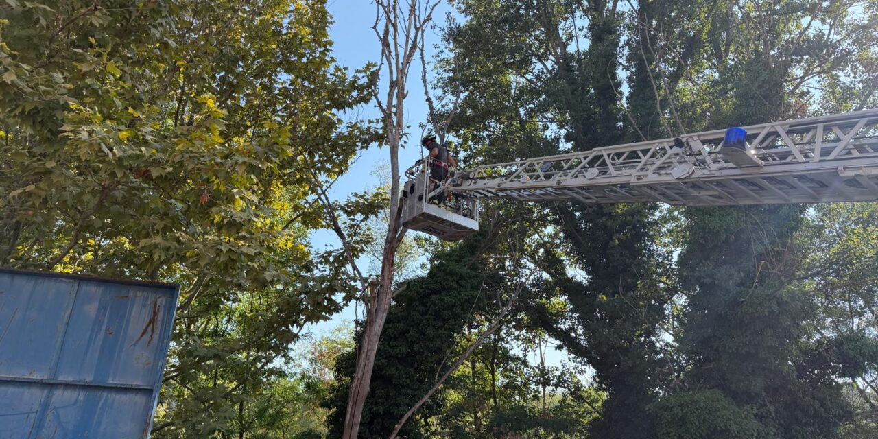 Teramo, alberi a rischio vicino al Vezzola: area messa in sicurezza