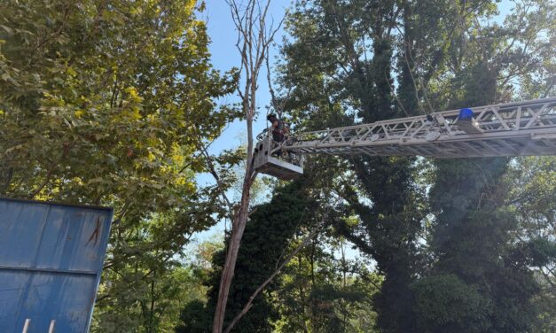 Teramo, alberi a rischio vicino al Vezzola: area messa in sicurezza