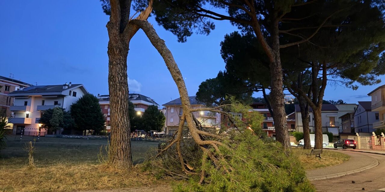 Teramo, ramo cade nella notte sulla passeggiata di Gammarana