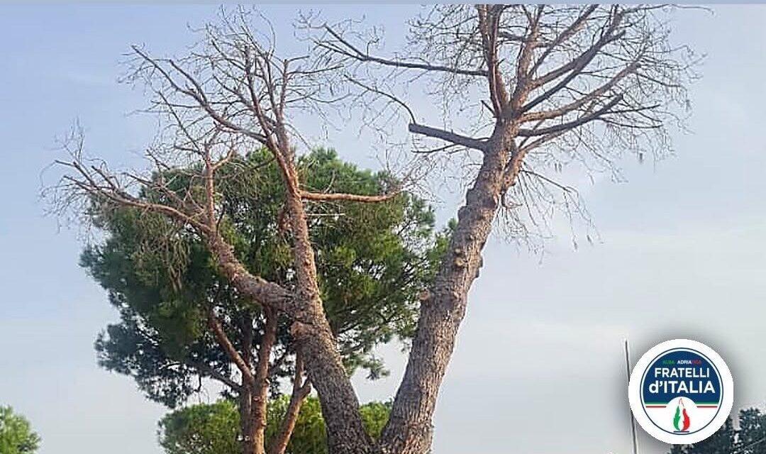 Alba Adriatica, il verde urbano torna tema di confronto