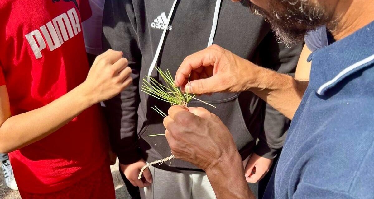 Giulianova, controlli sui pini del Crocetti-Cerulli