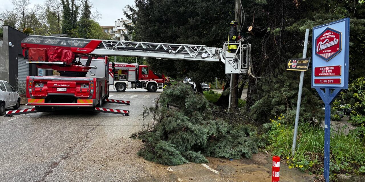 Teramo, pianta cade in strada: intervento dei vigili del fuoco