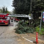 Teramo, pianta cade in strada: intervento dei vigili del fuoco