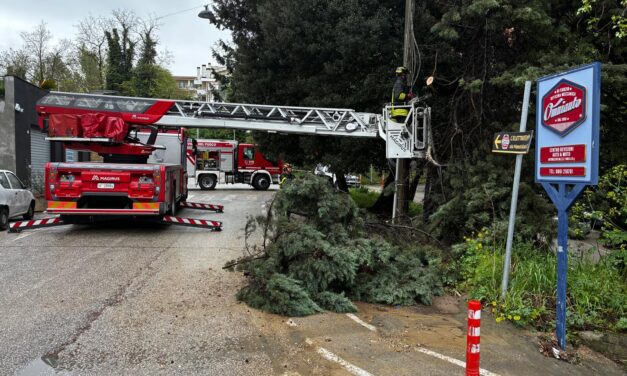 Teramo, pianta cade in strada: intervento dei vigili del fuoco