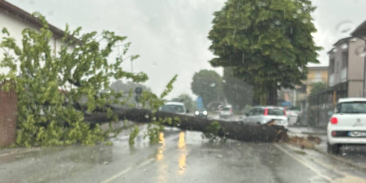 Albero caduto sulla Statale 80, disagi a Selva Piana