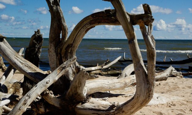 Raccolta della legna sul litorale di Giulianova