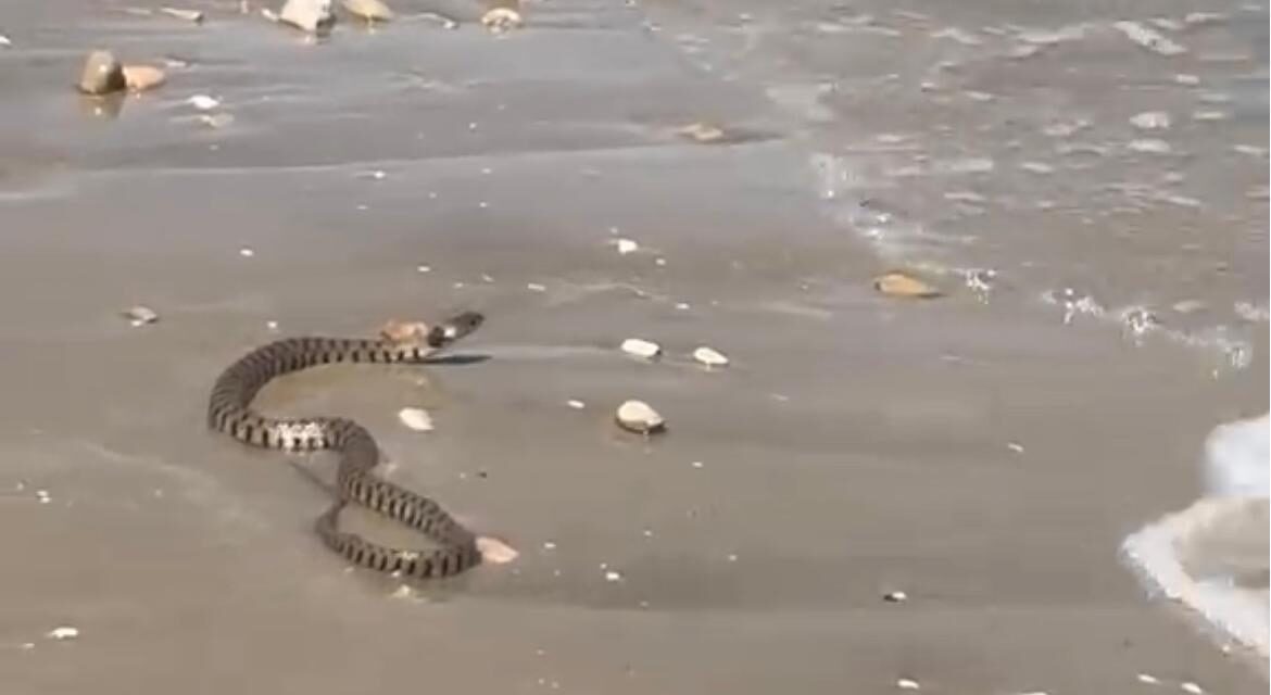Biscia sulla riva a Giulianova sud, curiosità in spiaggia