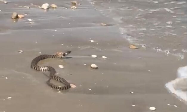 Biscia sulla riva a Giulianova sud, curiosità in spiaggia
