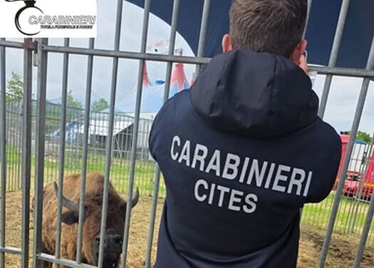 Controlli in un circo a Spoltore, fermato un bisonte americano
