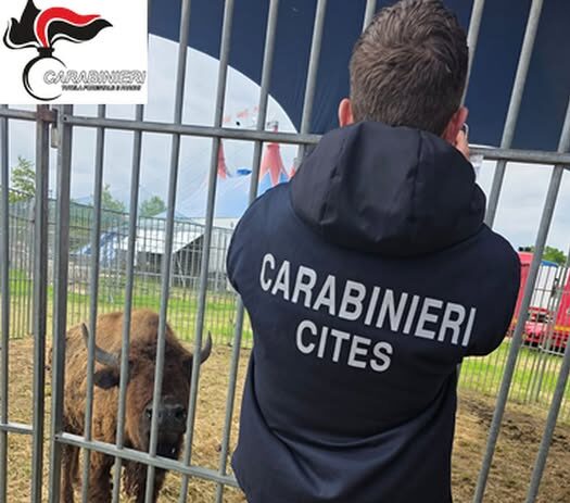 Controlli in un circo a Spoltore, fermato un bisonte americano