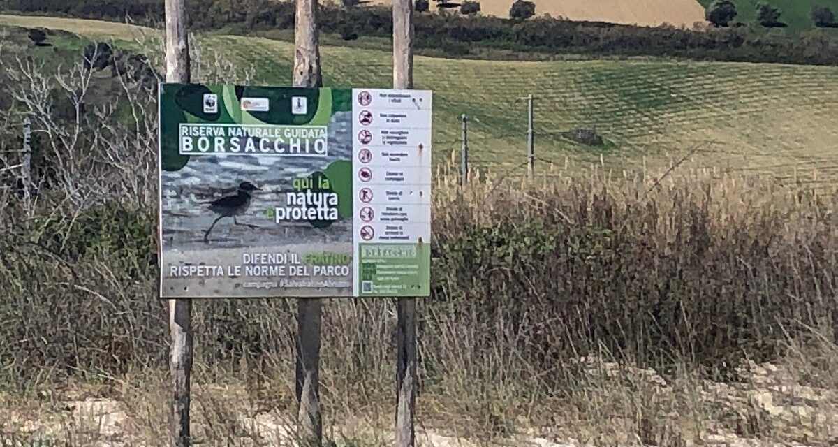 Borsacchio, il Comune apre alle misure per dune e fratino