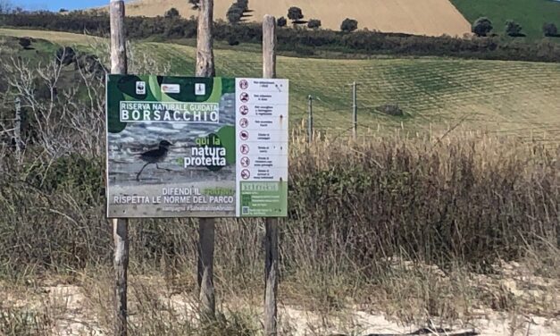 Borsacchio, il Comune apre alle misure per dune e fratino
