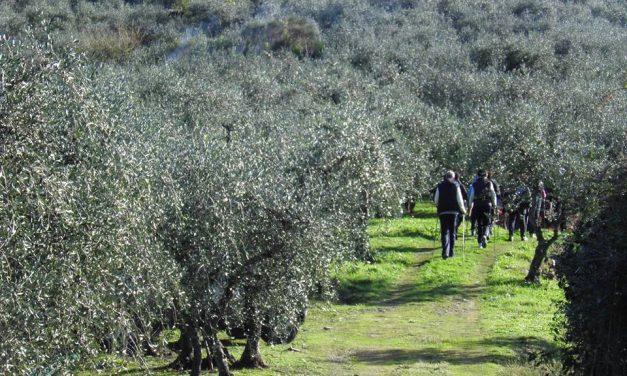 Seconda Camminata tra gli Olivi a Sant’Omero