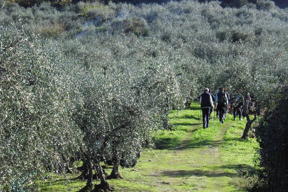 Seconda Camminata tra gli Olivi a Sant’Omero