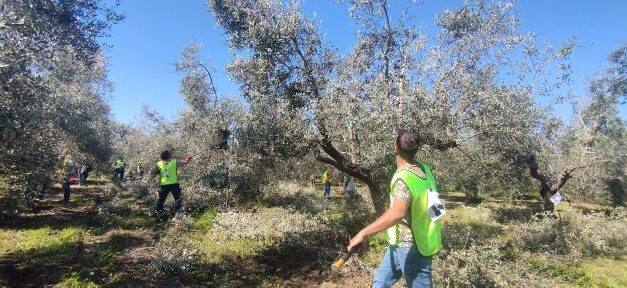 Potatura dell’olivo, a Fossacesia il campionato richiama molti tecnici