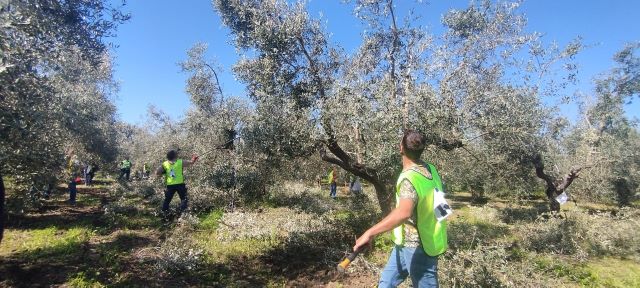 Potatura dell’olivo, a Fossacesia il campionato richiama molti tecnici