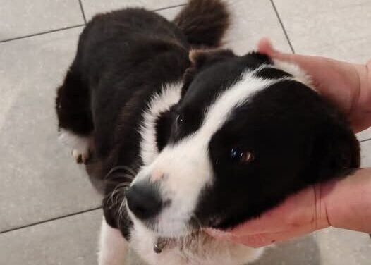 Colleranesco, cane smarrito ritrovato vicino al McDonald’s