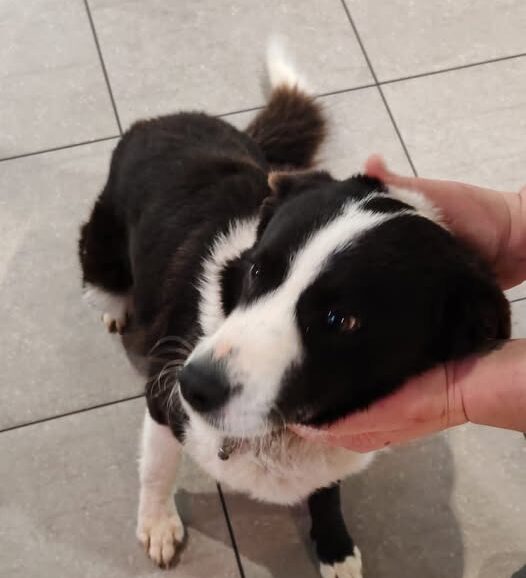 Colleranesco, cane smarrito ritrovato vicino al McDonald’s