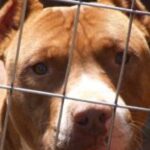Cucciolo ferito a Giulianova, denuncia dell’associazione animalista