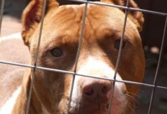 Cucciolo ferito a Giulianova, denuncia dell’associazione animalista