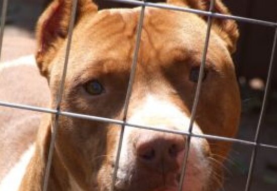 Cucciolo ferito a Giulianova, denuncia dell’associazione animalista