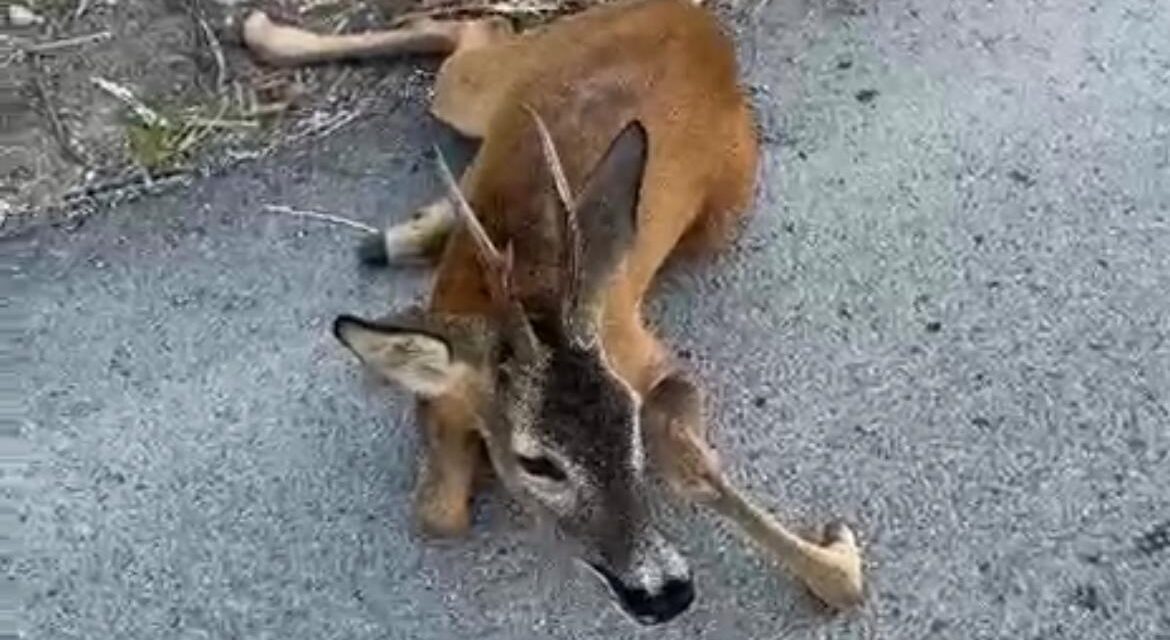 Capriolo ferito soccorso a Tortoreto in via Panoramica