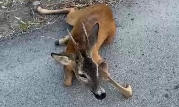 Capriolo ferito soccorso a Tortoreto in via Panoramica