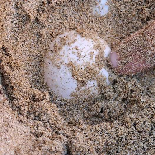 Roseto, nuova deposizione di Caretta caretta al Borsacchio