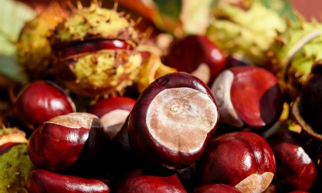 Festa della Castagna di Senarica: 14esima edizione