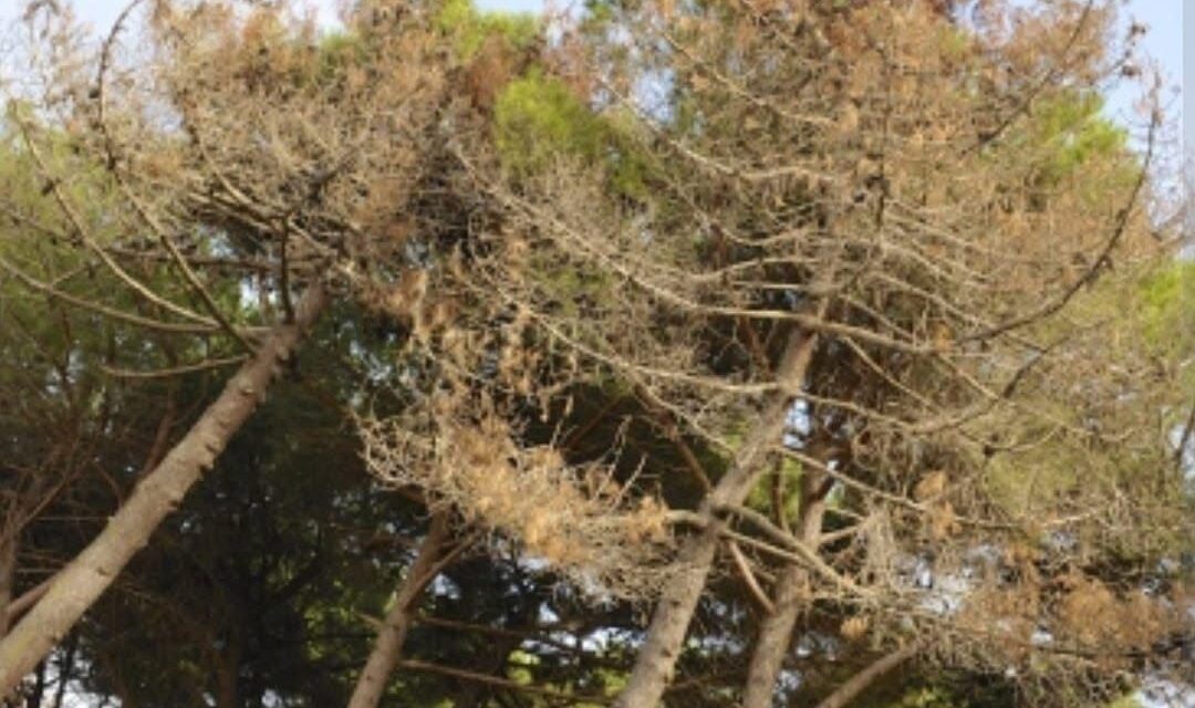 Allarme pini a Giulianova, cresce il rischio cocciniglia