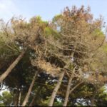 Allarme pini a Giulianova, cresce il rischio cocciniglia