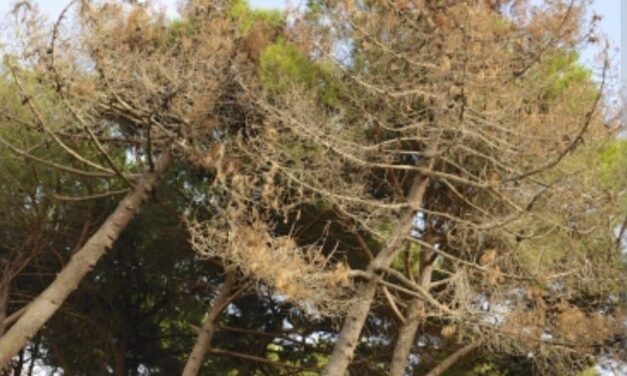 Giulianova, al via gli interventi sui pini colpiti dal parassita