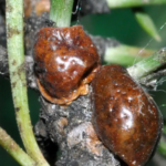 Pini a rischio per la cocciniglia tartaruga, allerta anche in Abruzzo