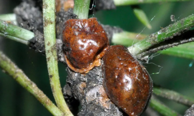 Pini a rischio per la cocciniglia tartaruga, allerta anche in Abruzzo