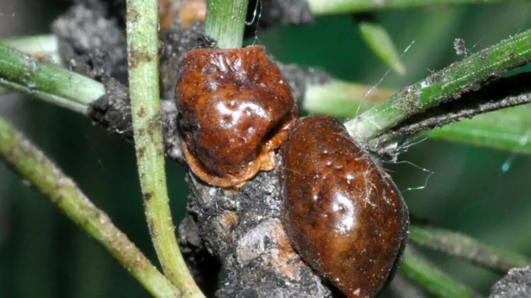 Pini a rischio per la cocciniglia tartaruga, allerta anche in Abruzzo