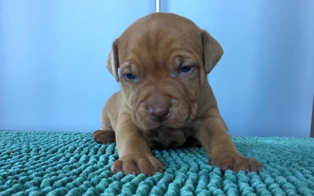Pitbull lanciato contro un’auto a Giulianova, caso sotto accusa