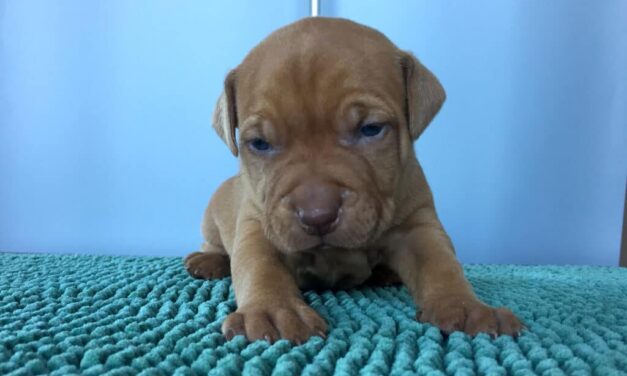 Giulianova, cucciolo scagliato su un’auto: denunciato