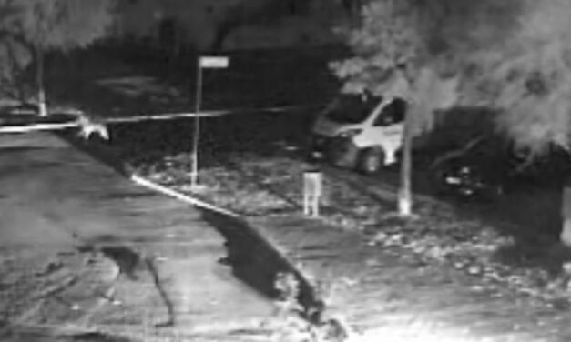 Villa Rosa, animale ripreso di notte in strada: possibile lupo
