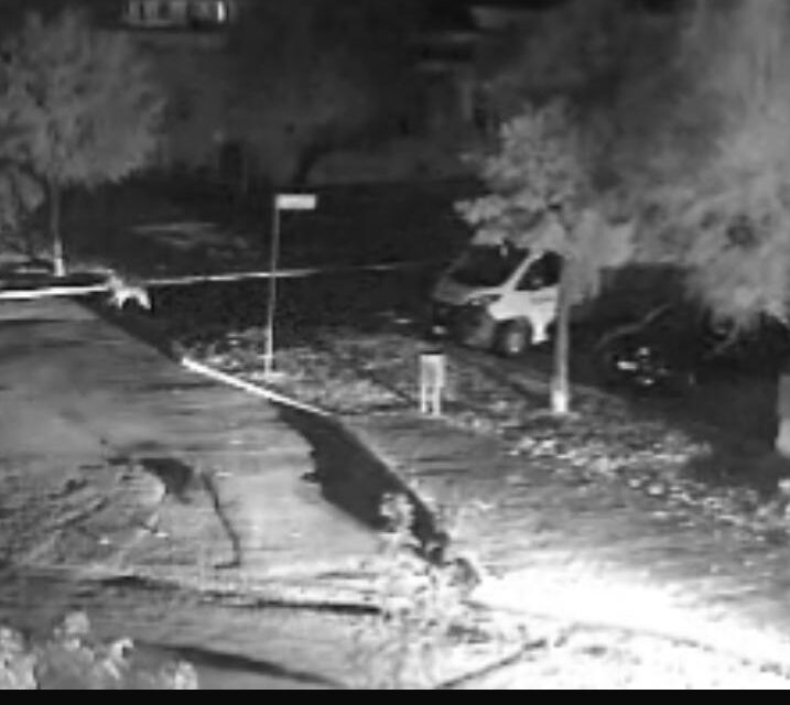 Villa Rosa, animale ripreso di notte in strada: possibile lupo