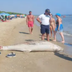 Pineto, squalo e delfino senza vita sulla costa