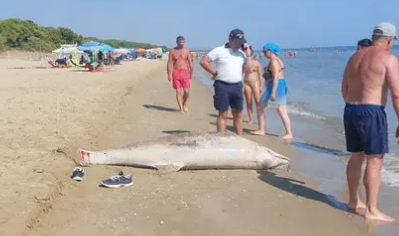 Pineto, squalo e delfino senza vita sulla costa