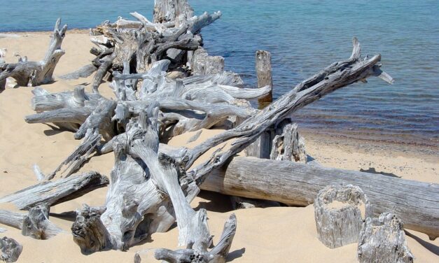 Pulizia dei rifiuti legnosi dalle spiagge di Giulianova