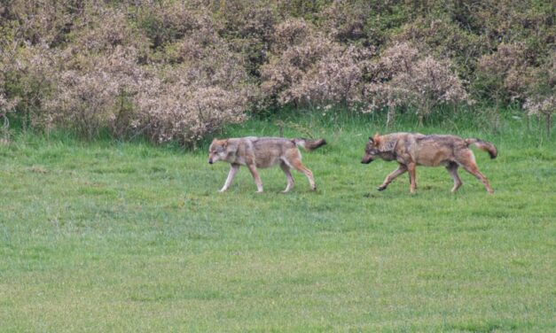 Dieci lupi trovati morti in Abruzzo, il WWF annuncia azioni legali