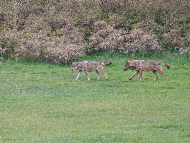 Dieci lupi trovati morti in Abruzzo, il WWF annuncia azioni legali