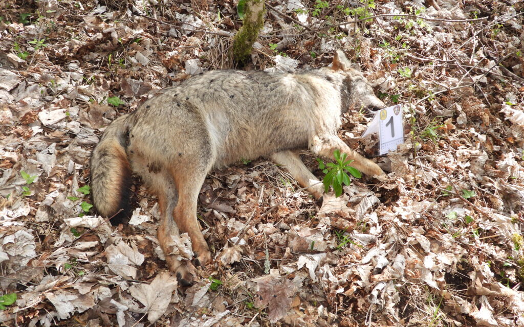 Allarme fauna in Abruzzo, dieci lupi uccisi da bocconi tossici