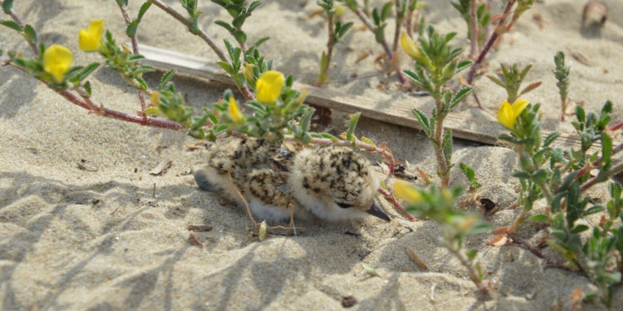 Fratino in nidificazione a Pescara, segnale per la costa abruzzese