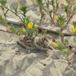 Fratino in nidificazione a Pescara, segnale per la costa abruzzese