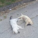 Sant’Omero, due gatti trovati senza vita lungo la 259