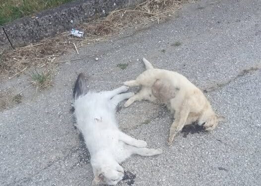 Sant’Omero, due gatti trovati senza vita lungo la 259